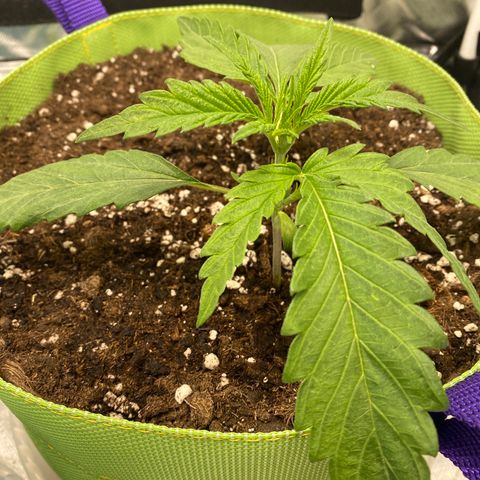 ManBearAlienPig growlog timeline photo