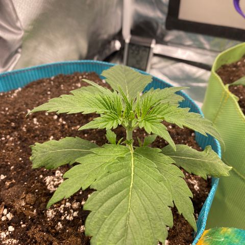 Spotless Mind growlog timeline photo
