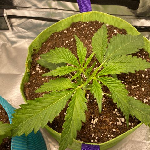 ManBearAlienPig growlog timeline photo