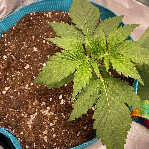 Spotless Mind growlog timeline photo