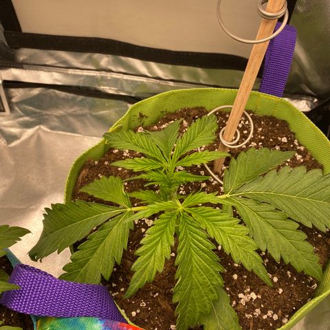 ManBearAlienPig growlog timeline photo