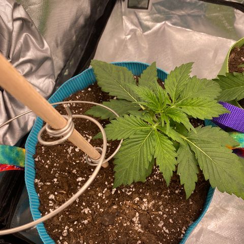 Spotless Mind growlog timeline photo