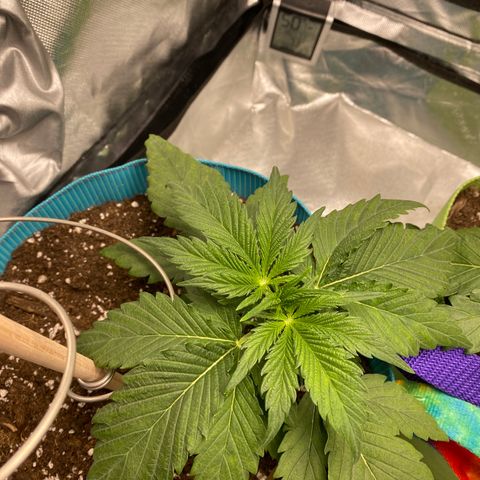 Spotless Mind growlog timeline photo