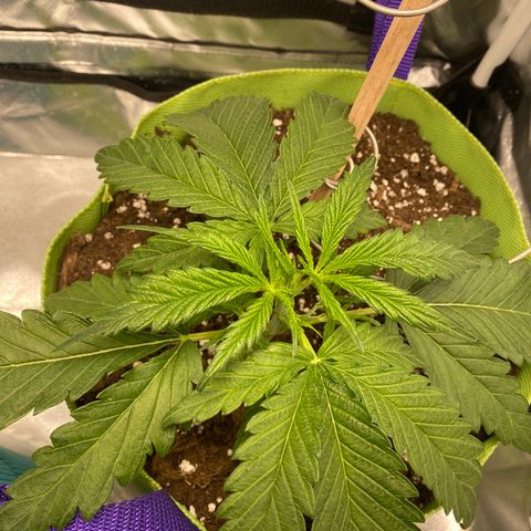 ManBearAlienPig growlog timeline photo