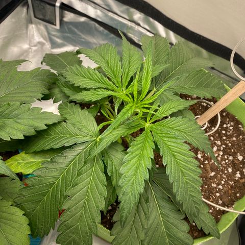 ManBearAlienPig growlog timeline photo
