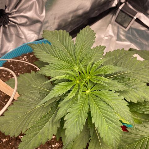 Spotless Mind growlog timeline photo