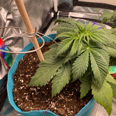 Spotless Mind growlog timeline photo