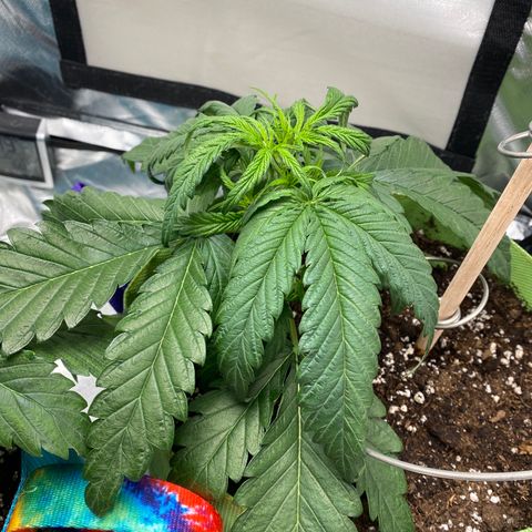 ManBearAlienPig growlog timeline photo