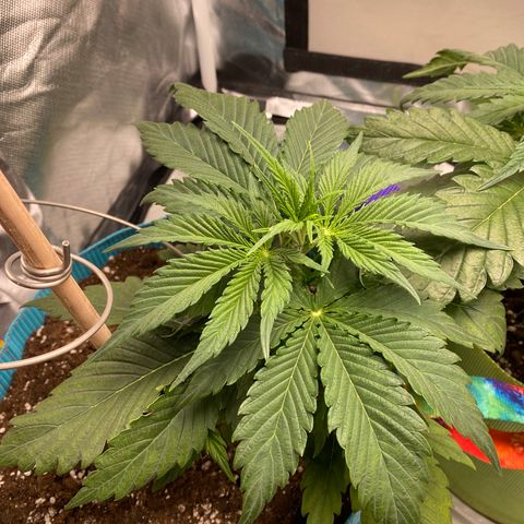 Spotless Mind growlog timeline photo