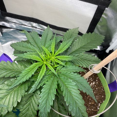 ManBearAlienPig growlog timeline photo