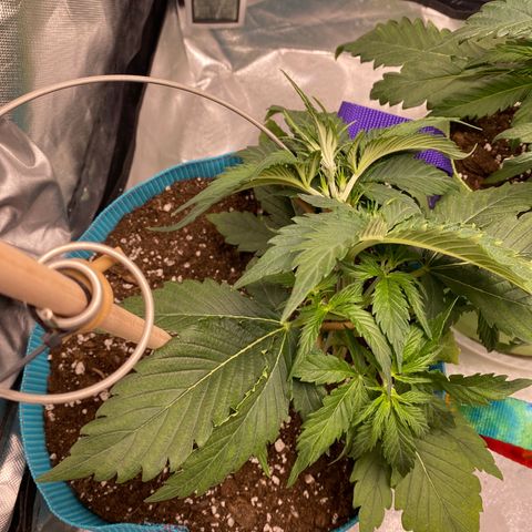 Spotless Mind growlog timeline photo