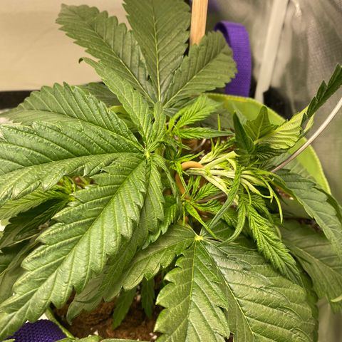 ManBearAlienPig growlog timeline photo