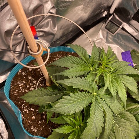 Spotless Mind growlog timeline photo