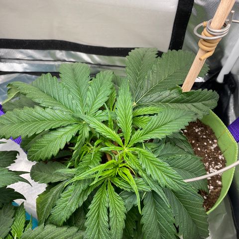 ManBearAlienPig growlog timeline photo