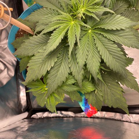 Spotless Mind growlog timeline photo