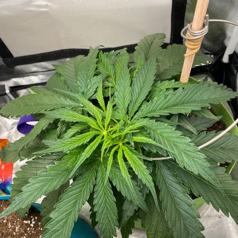 ManBearAlienPig growlog timeline photo