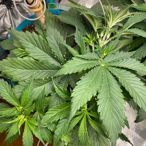 Spotless Mind growlog timeline photo