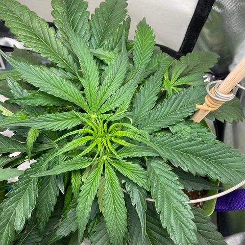 ManBearAlienPig growlog timeline photo