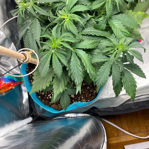 Spotless Mind growlog timeline photo