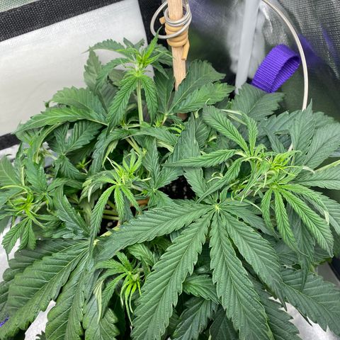 ManBearAlienPig growlog timeline photo