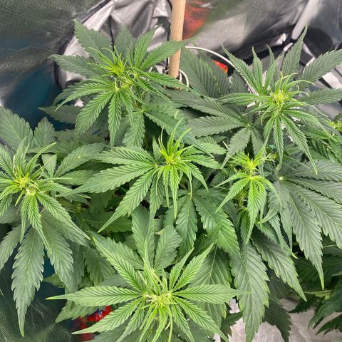 Spotless Mind growlog timeline photo