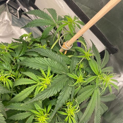 ManBearAlienPig growlog timeline photo