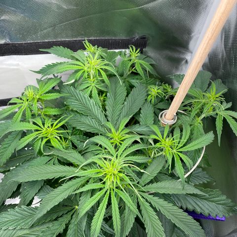 ManBearAlienPig growlog timeline photo