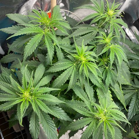 Spotless Mind growlog timeline photo