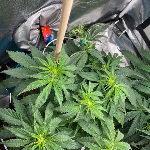 Spotless Mind growlog timeline photo