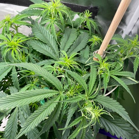 ManBearAlienPig growlog timeline photo