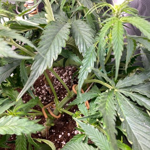 ManBearAlienPig growlog timeline photo