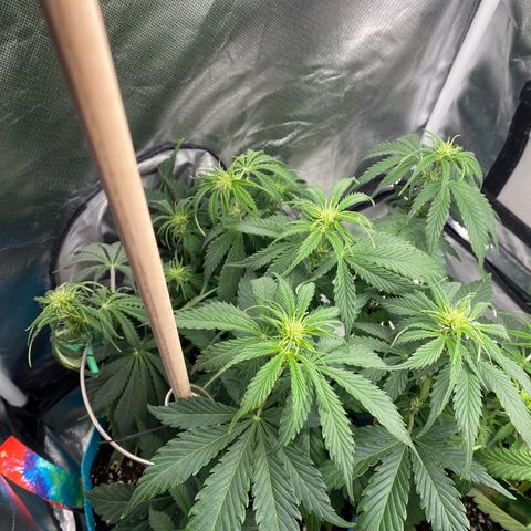 Spotless Mind growlog timeline photo