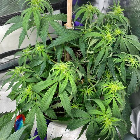 ManBearAlienPig growlog timeline photo