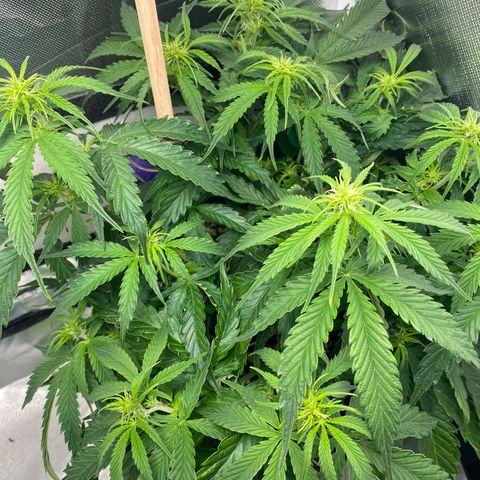 ManBearAlienPig growlog timeline photo