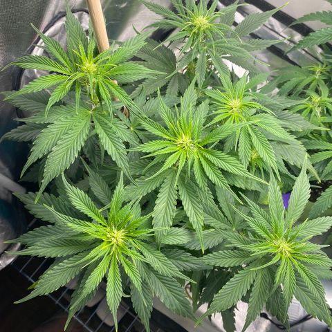 Spotless Mind growlog timeline photo