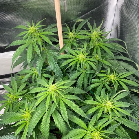 ManBearAlienPig growlog timeline photo