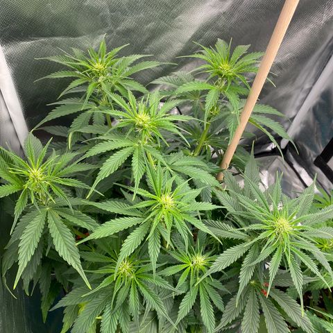 Spotless Mind growlog timeline photo