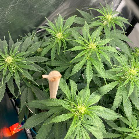 Spotless Mind growlog timeline photo