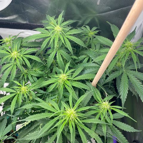 ManBearAlienPig growlog timeline photo