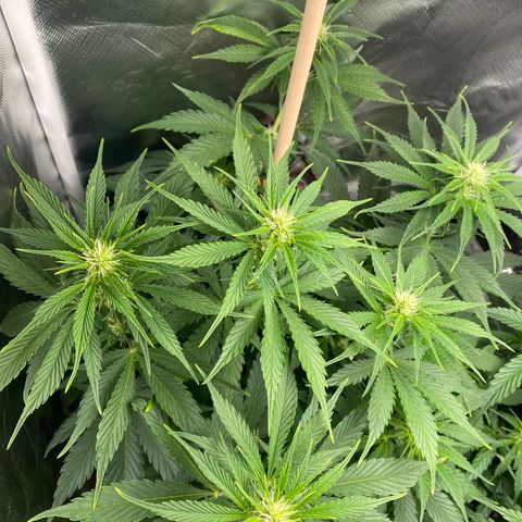 Spotless Mind growlog timeline photo