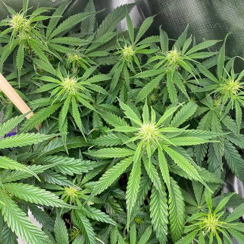 ManBearAlienPig growlog timeline photo
