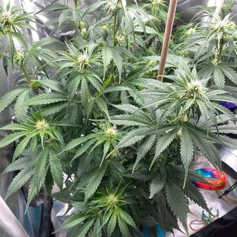 Spotless Mind growlog timeline photo