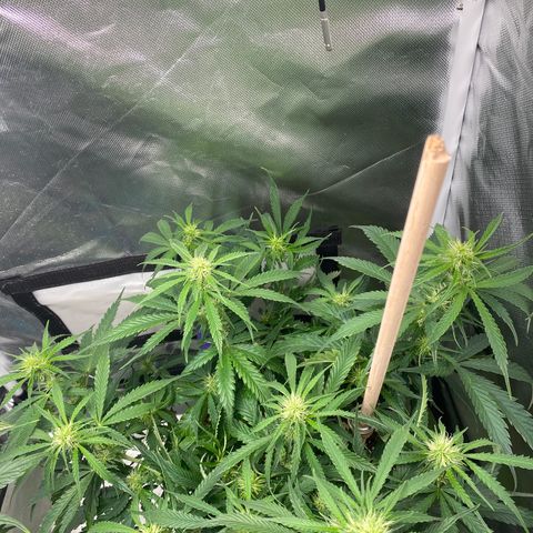 ManBearAlienPig growlog timeline photo