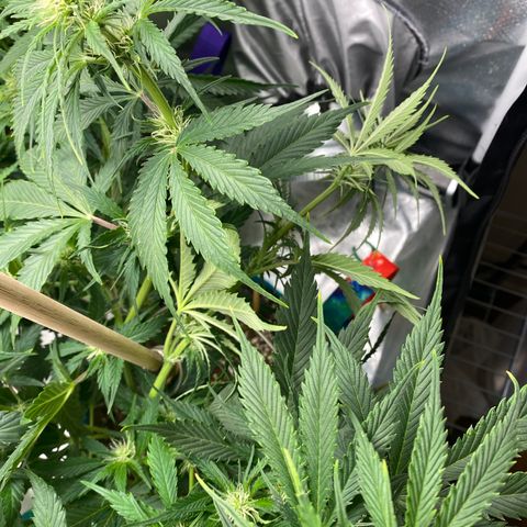 Spotless Mind growlog timeline photo