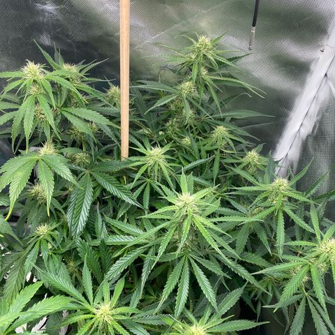 ManBearAlienPig growlog timeline photo