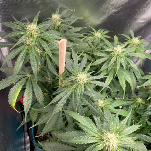 Spotless Mind growlog timeline photo