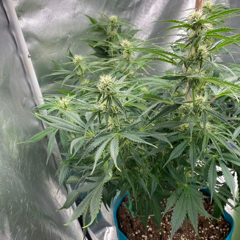 Spotless Mind growlog timeline photo