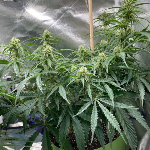 ManBearAlienPig growlog timeline photo