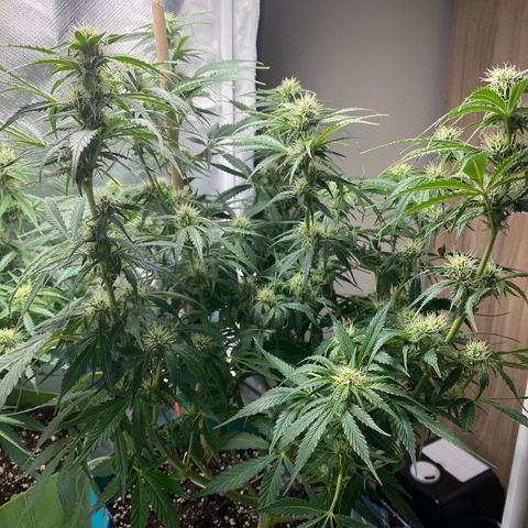 Spotless Mind growlog timeline photo