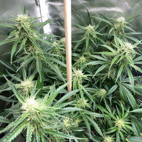 ManBearAlienPig growlog timeline photo